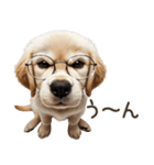 ゴールデンレトリバー子犬☆即返信シンプル（個別スタンプ：13）