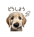 ゴールデンレトリバー子犬☆即返信シンプル（個別スタンプ：14）