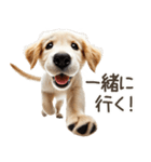 ゴールデンレトリバー子犬☆即返信シンプル（個別スタンプ：16）