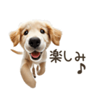 ゴールデンレトリバー子犬☆即返信シンプル（個別スタンプ：17）