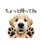 ゴールデンレトリバー子犬☆即返信シンプル（個別スタンプ：20）