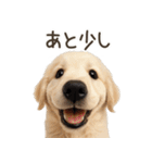ゴールデンレトリバー子犬☆即返信シンプル（個別スタンプ：21）