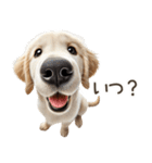 ゴールデンレトリバー子犬☆即返信シンプル（個別スタンプ：22）