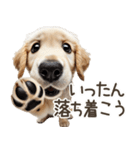 ゴールデンレトリバー子犬☆即返信シンプル（個別スタンプ：24）