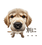 ゴールデンレトリバー子犬☆即返信シンプル（個別スタンプ：25）