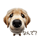 ゴールデンレトリバー子犬☆即返信シンプル（個別スタンプ：26）