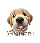 ゴールデンレトリバー子犬☆即返信シンプル（個別スタンプ：30）