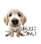 ゴールデンレトリバー子犬☆即返信シンプル（個別スタンプ：31）