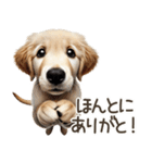 ゴールデンレトリバー子犬☆即返信シンプル（個別スタンプ：32）