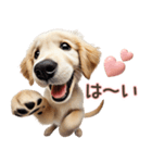 ゴールデンレトリバー子犬☆即返信ラブリー（個別スタンプ：1）