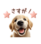 ゴールデンレトリバー子犬☆即返信ラブリー（個別スタンプ：10）
