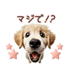ゴールデンレトリバー子犬☆即返信ラブリー（個別スタンプ：11）