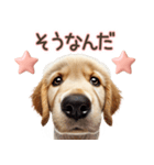 ゴールデンレトリバー子犬☆即返信ラブリー（個別スタンプ：12）