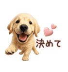 ゴールデンレトリバー子犬☆即返信ラブリー（個別スタンプ：16）