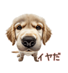 ゴールデンレトリバー子犬☆即返信ラブリー（個別スタンプ：18）