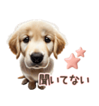 ゴールデンレトリバー子犬☆即返信ラブリー（個別スタンプ：22）