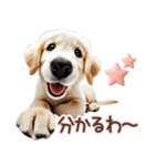 ゴールデンレトリバー子犬☆即返信ラブリー（個別スタンプ：27）