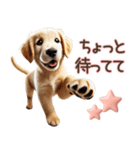 ゴールデンレトリバー子犬☆即返信ラブリー（個別スタンプ：30）