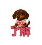 ダックスは正義II（個別スタンプ：12）