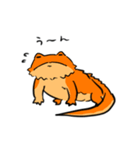 ゆるいフトアゴ（個別スタンプ：12）