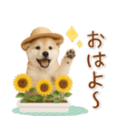 癒し柴犬の「夏」の毎日（個別スタンプ：1）