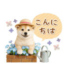 癒し柴犬の「夏」の毎日（個別スタンプ：3）