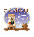 癒し柴犬の「夏」の毎日（個別スタンプ：4）