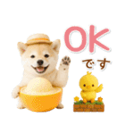 癒し柴犬の「夏」の毎日（個別スタンプ：5）