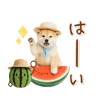 癒し柴犬の「夏」の毎日（個別スタンプ：6）