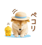 癒し柴犬の「夏」の毎日（個別スタンプ：8）