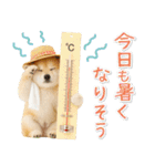 癒し柴犬の「夏」の毎日（個別スタンプ：9）