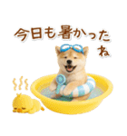 癒し柴犬の「夏」の毎日（個別スタンプ：10）
