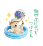 癒し柴犬の「夏」の毎日（個別スタンプ：13）