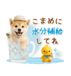癒し柴犬の「夏」の毎日（個別スタンプ：14）