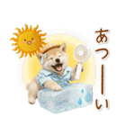 癒し柴犬の「夏」の毎日（個別スタンプ：17）