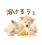 癒し柴犬の「夏」の毎日（個別スタンプ：18）
