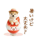 癒し柴犬の「夏」の毎日（個別スタンプ：19）