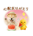 癒し柴犬の「夏」の毎日（個別スタンプ：20）