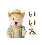 癒し柴犬の「夏」の毎日（個別スタンプ：21）