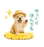 癒し柴犬の「夏」の毎日（個別スタンプ：23）