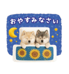 癒し柴犬の「夏」の毎日（個別スタンプ：24）