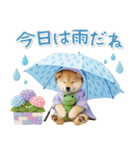 癒し柴犬の「夏」の毎日（個別スタンプ：25）