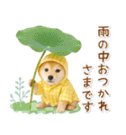 癒し柴犬の「夏」の毎日（個別スタンプ：26）