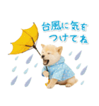 癒し柴犬の「夏」の毎日（個別スタンプ：27）