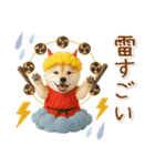 癒し柴犬の「夏」の毎日（個別スタンプ：28）