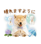 癒し柴犬の「夏」の毎日（個別スタンプ：29）