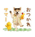 癒し柴犬の「夏」の毎日（個別スタンプ：30）
