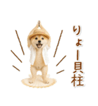 癒し柴犬の「夏」の毎日（個別スタンプ：31）