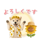 癒し柴犬の「夏」の毎日（個別スタンプ：35）