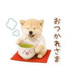 癒し柴犬の「夏」の毎日（個別スタンプ：36）